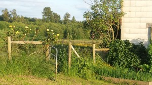 Garden Gate